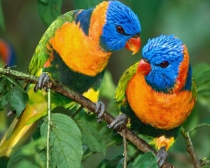 papagaios.jpg